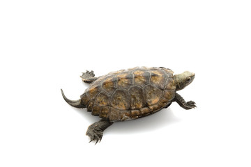 Japanese wood turtle