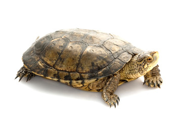 Obraz premium Western Pond Turtle