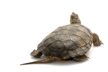 Obraz premium Western Pond Turtle