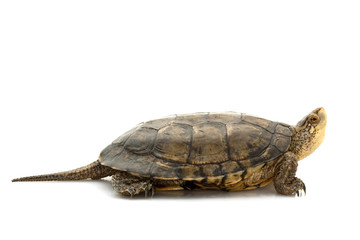 Fototapeta premium Western Pond Turtle