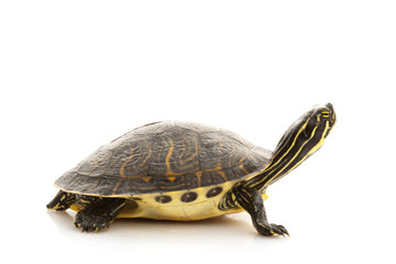 Yellow-bellied Slider