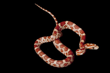 hypomelanistic corn snake