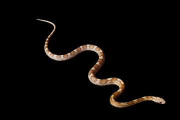 Obraz premium Butter motley corn snake