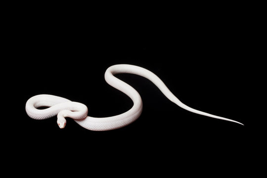 blizzard corn snake
