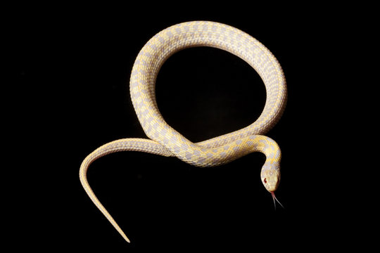albino Eastern Plains Garter Snake