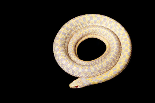 albino Eastern Plains Garter Snake