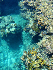 Coral reef