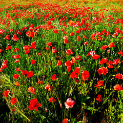 red poppies
