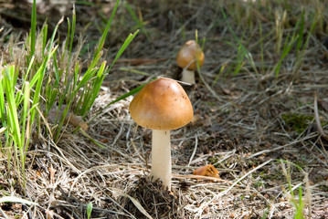 little fly agaric