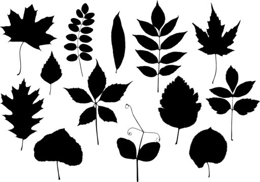 Set of vector silhouettes of leaves