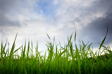Obraz premium grass and cloudy sky