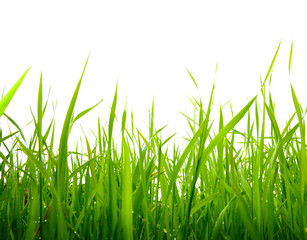 Fototapeta na wymiar trawa samodzielnie na biały
