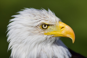 Eagle closeup