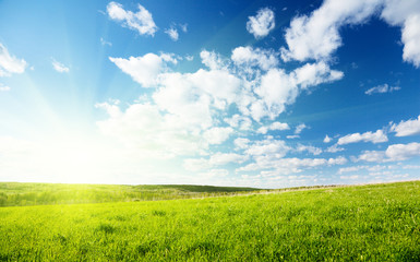 Obraz premium green field of grass