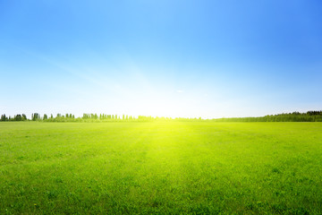 green field of grass