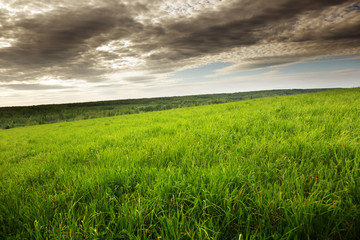 field of spring grass and sunset