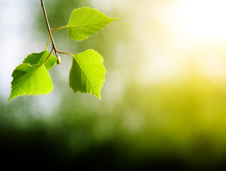 leaves of birch in deep forest