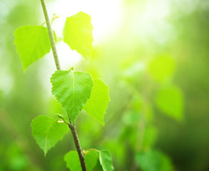 leaves of birch in deep forest