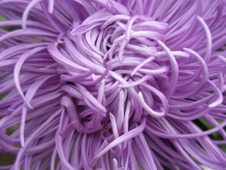 Aster