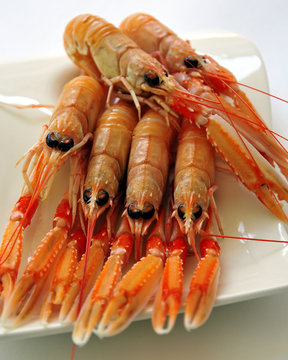 cigalas