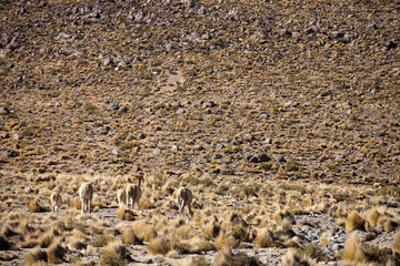 lamas - Atacama, Chile.