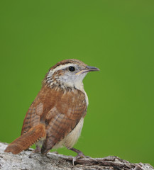 Carolina Wren