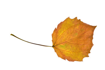 orange autumn leaf