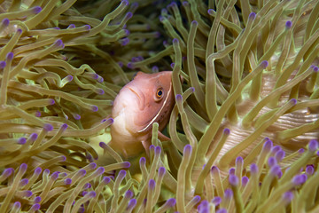 Pink Anemonefish
