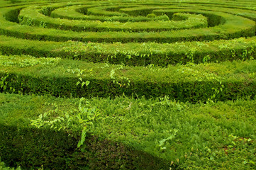 maze hedge circled towards the center