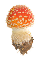 small red fly-agaric mushroom