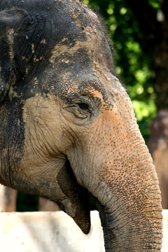 elefant