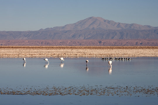 Laguna de Chaxa, Atacama - Chile