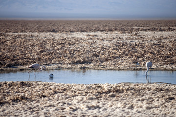 Laguna de Chaxa, Atacama - Chile