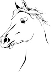 Arabian Horse 02