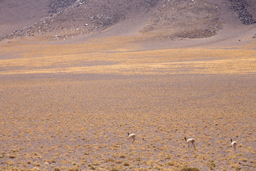 lamas - Atacama, Chile.