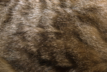 Cat fur texture