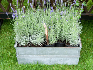 Pots of fresh lavender