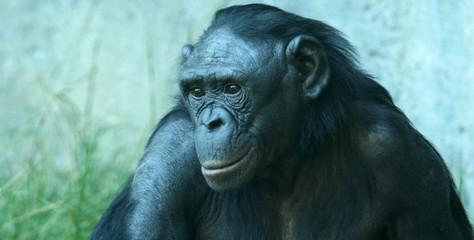 A Close Up Portrait of a Bonobo Chimpanzee