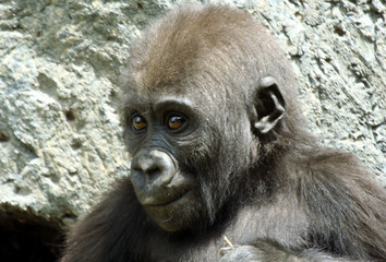 A Close Up Portrait of a Baby Gorilla