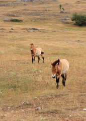 chevaux de przewalski en liberté