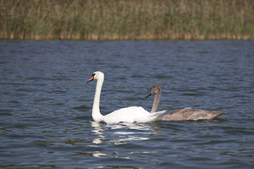 two swans on the lake