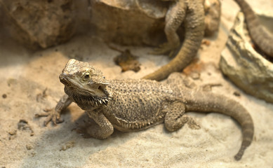 a agamid  lizard crawling on sand