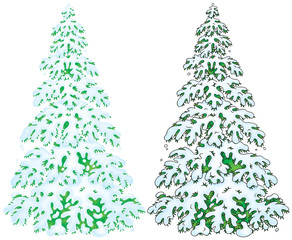 snow-covered fir (color and black contours)