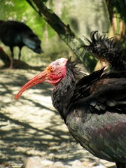 ibis