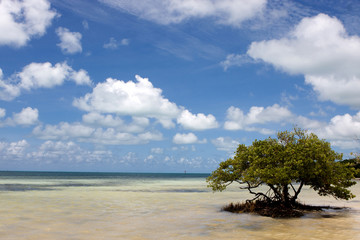 Lone Mangrove Tree
