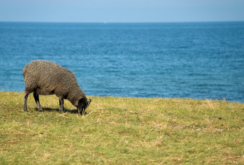 sheep eating grass