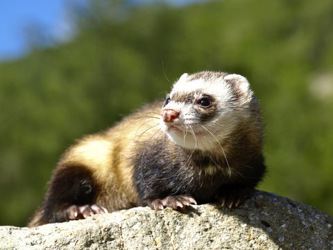 377 Best Furet Images Stock Photos Vectors Adobe Stock
