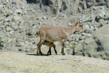 Cabras en gredos