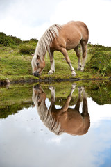 Haflinger