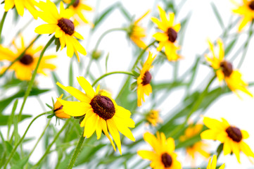 yellow rudbeckia